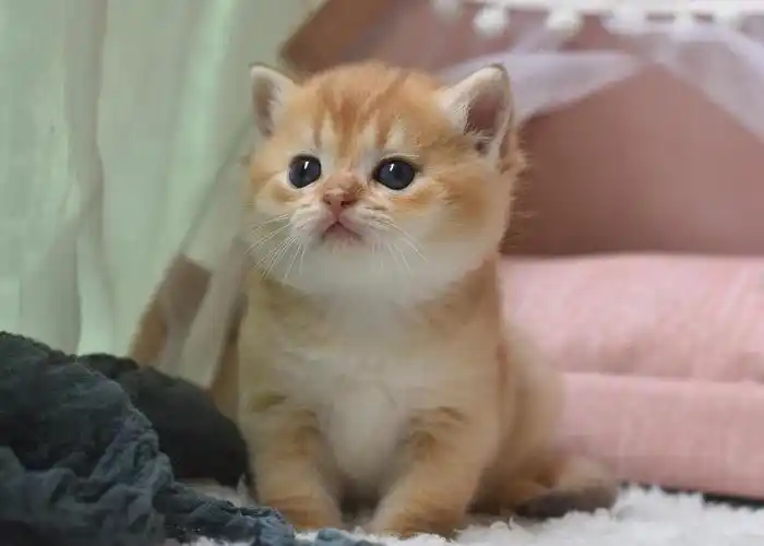 下面分享一下猫妈,猫爸以及上一窝小奶猫新家的成长图给大家欣赏,感