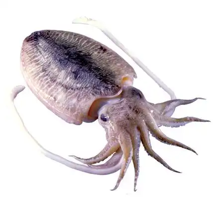 章鱼跟乌贼的区别