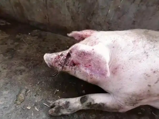 公猪,200斤,不发烧,尿黄色,大便正常,干咳,鼻子干燥