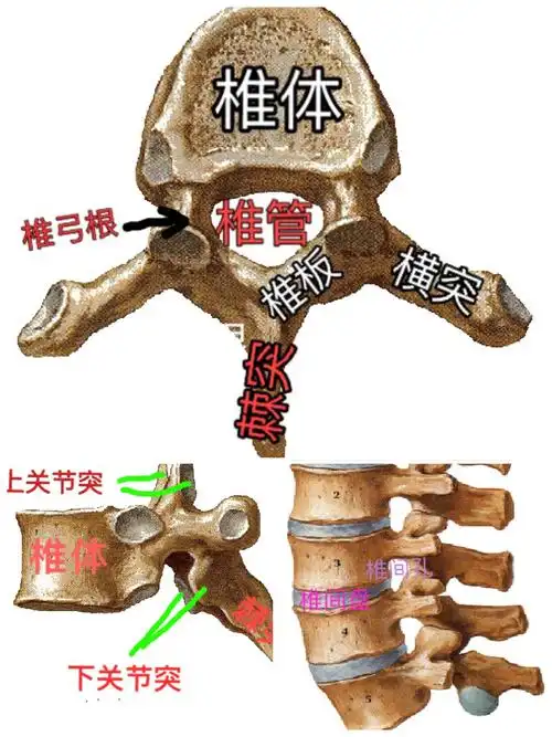 创伤外科成功完成了10余例"使用后路钉棒系统脊柱椎弓根内固定术"