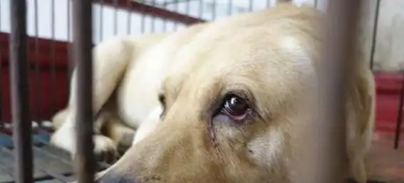 狗肉市场的狗狗们, 绝望的眼神让人心塞, 没有买卖就没有伤害