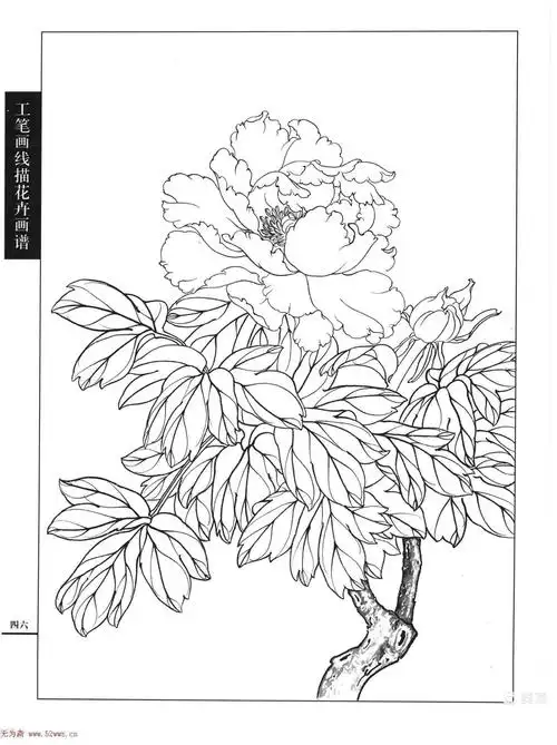 国画花鸟一牡丹白描图