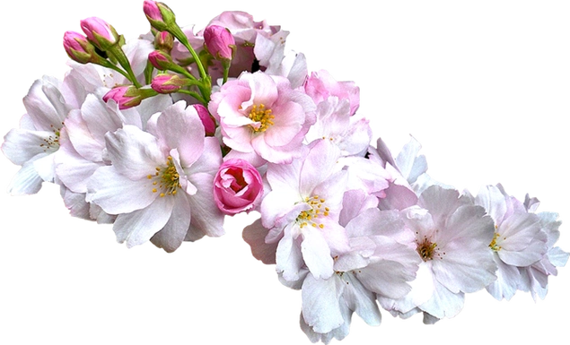 博客制作原创作品风景美图ps教程美女帅哥博客美化生日素材有声朗读