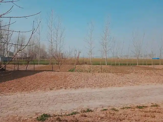 冬日乡村,树木萧瑟