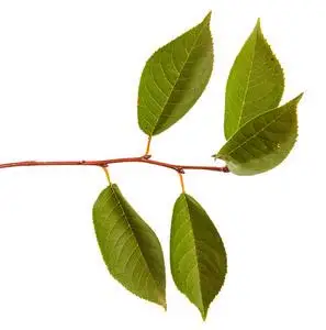 一棵绿色的叶子的樱桃树的分支.上白 bac 孤立照片