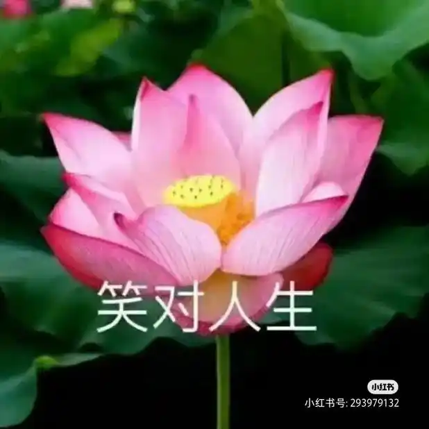 友友们,哪个图片适合做头像的?#头像定制 #老年人头像#荷花 - 抖音