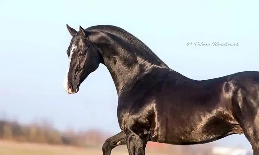 汗血公马世界冠军brabus