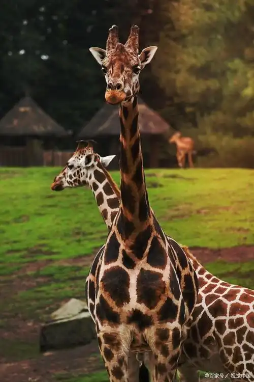 长颈鹿是非洲大陆最高的陆地动物,也是世界上最不寻常的动物之一