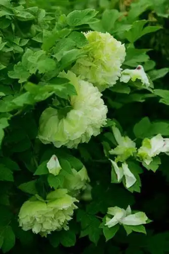 绿色牡丹花系包括:绿幕隐玉,绿玉,荷花绿,绿香球,豆绿,春水绿波等.