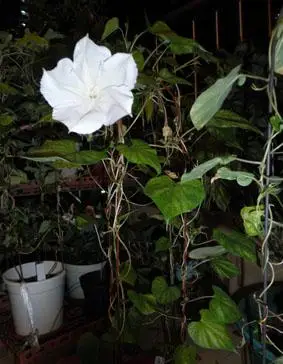 相册: 夜牵牛 - shared from mandywowo