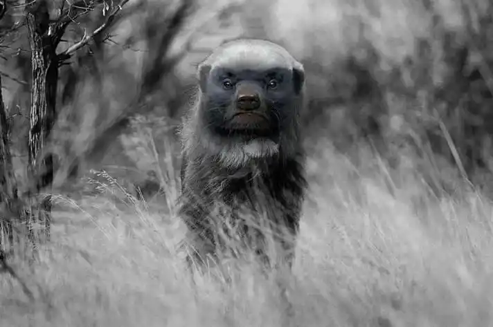 豹子;宰豪猪,把毒蛇当零食……蜜獾的勇气和可爱给它带来了大量的粉丝