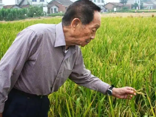 88岁还在下田搞科研有人却主张暂时遗忘他