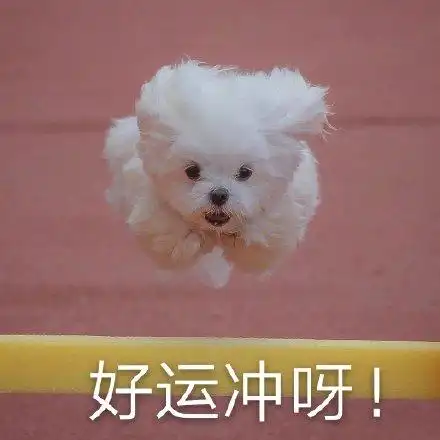 狗命- 总有一天我会踏着七彩祥云去娶你.狗命_套路_熊猫头表情