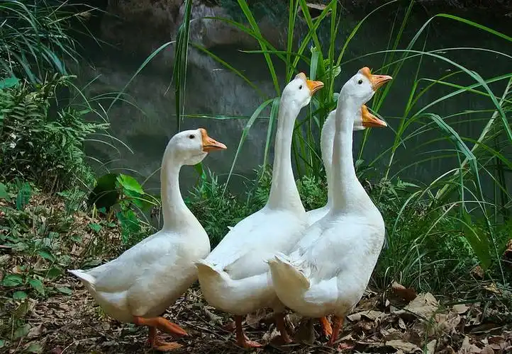 三招补料提高母鹅产蛋率