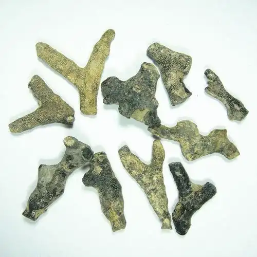 笛枝苔藓虫化石 古生物化石标本