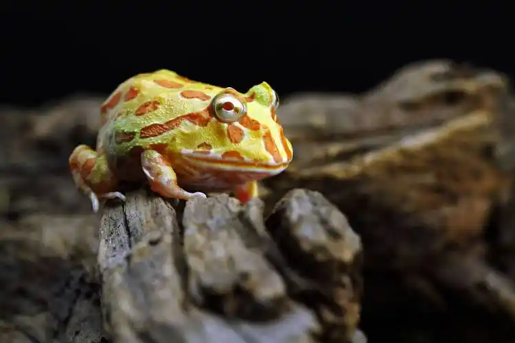 角蛙好养吗轻松饲养的方法了解一下