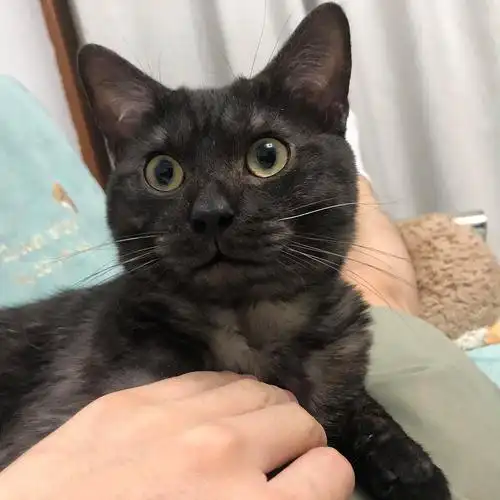 英短黑虎斑全款500弟弟公猫9个月疫苗全上海领养疫苗全加v252477772详