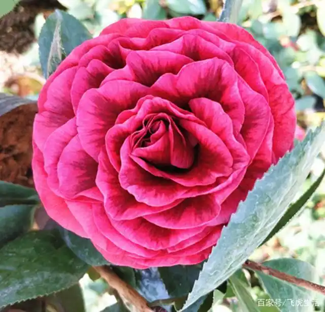 茶花之王,花叶兼美,艳丽无双,比长寿花还好养,养茶花就选它