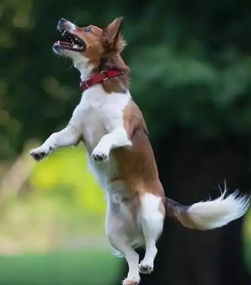 狗狗摇尾巴,不只是表示喜欢你,只是告诉你这11件事!