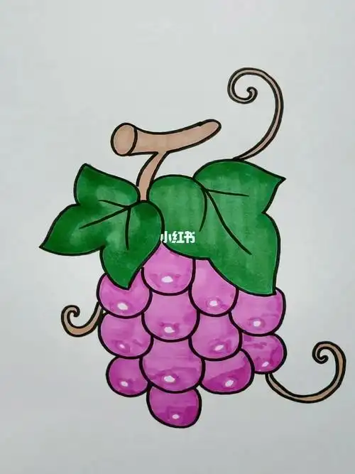 简笔画葡萄简笔画文化绘画