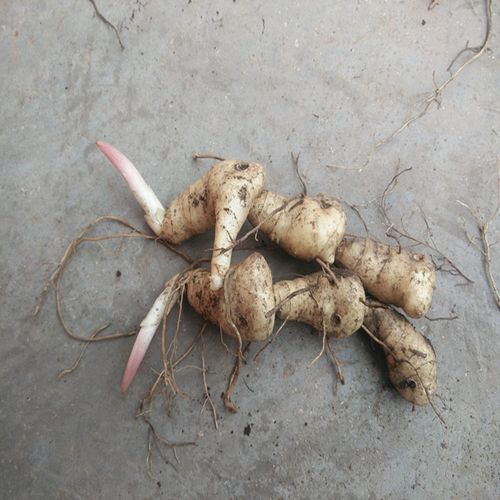 新鲜黄精野生黄精老虎姜鲜新鲜黄精洋姜