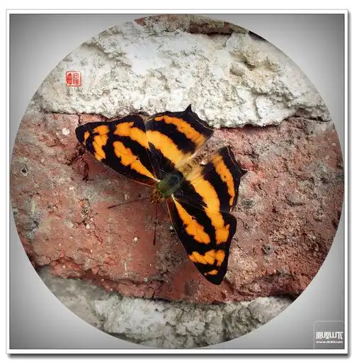极其少见的虎纹蝶