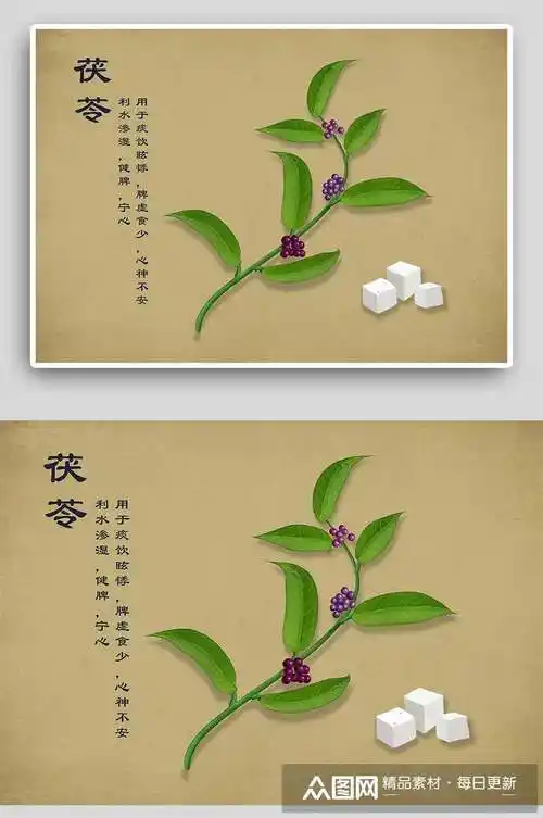 复古茯苓中草药手绘