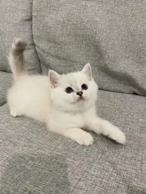 深圳银点小猫咪找新家