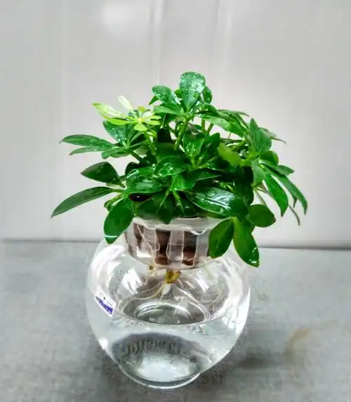 大量批发各类高档健康水培植物红掌,小发财树,幸福树