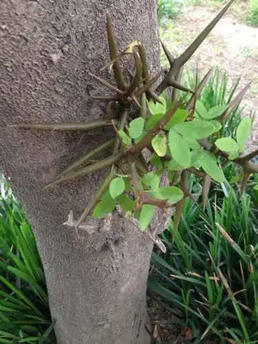 树干上居然有刺.