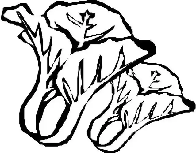 2颗上海青青菜简笔画步骤图片大全,图片,简笔画-学笔画