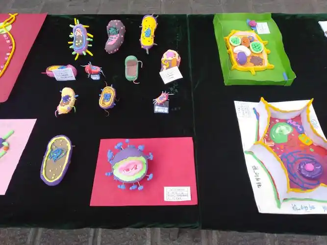 诗意的细胞奏响生命的赞歌——宁陕中学第二届生物模型制作大赛