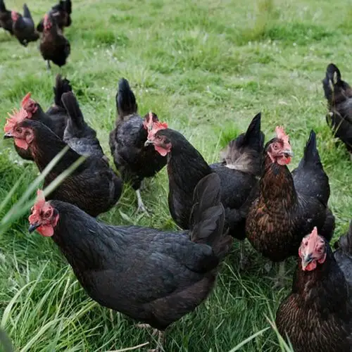 批发快大黑鸡苗 黑土鸡苗 黑毛土鸡苗 长速快 全国包运发货