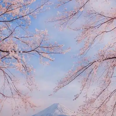樱花花语:"等你回来"_风景静物头像_我要个性网