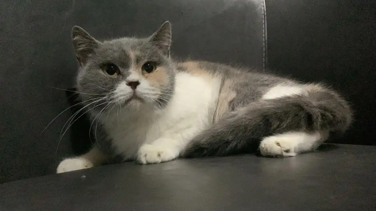 喜欢英短蓝猫的主子看过来无偿领养