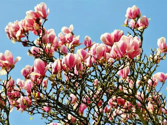 首页 鲜花 木兰 许多玉兰花盛开,春天 壁纸 下载 1024x768 许多玉兰花