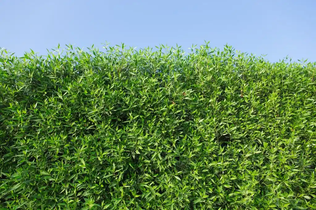 绿灌木丛,绿灌木丛