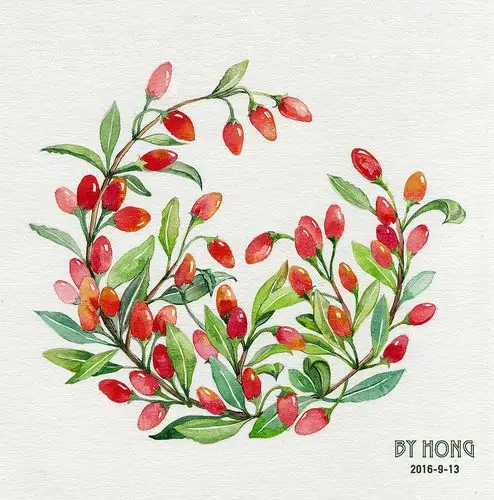 水彩植物——枸杞