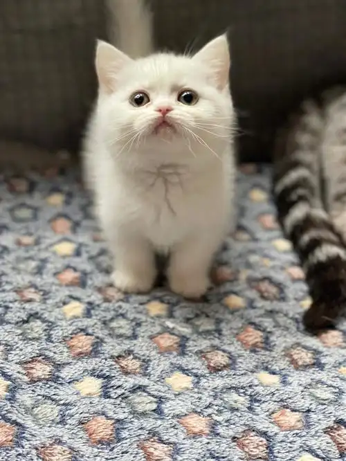 英短纯白矮脚弟弟