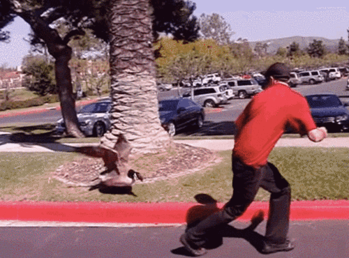 加拿大鹅凶残指数爆表咬拧掐人类落荒而逃政府终于出手了