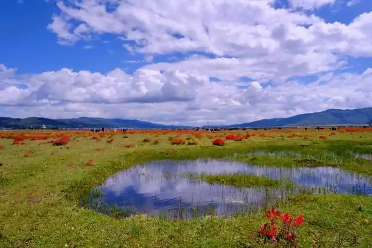 香格里拉61纳帕海依拉草原蓝天白云绿草地