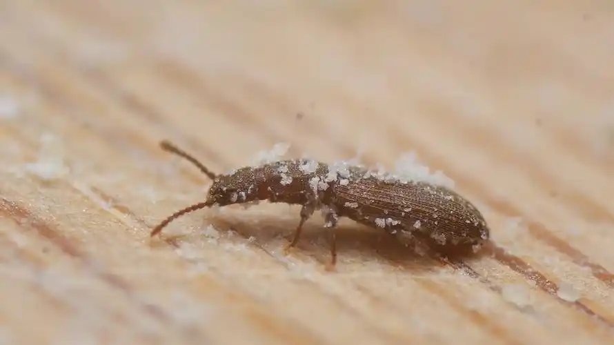 玉米面里的害虫----锯谷盗,北方俗称油子--微距