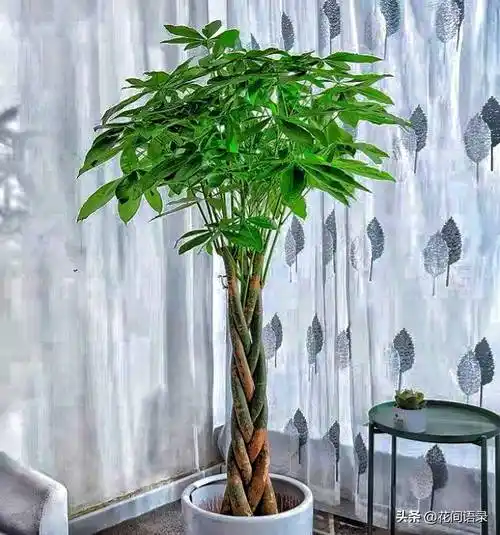 客厅养棵发财树好意头