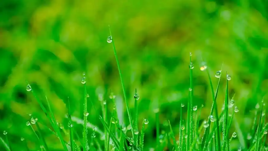 绿色护眼清新风景壁纸_唯美好看风景壁纸