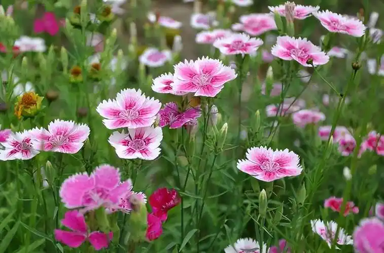 18种夏天好养的花