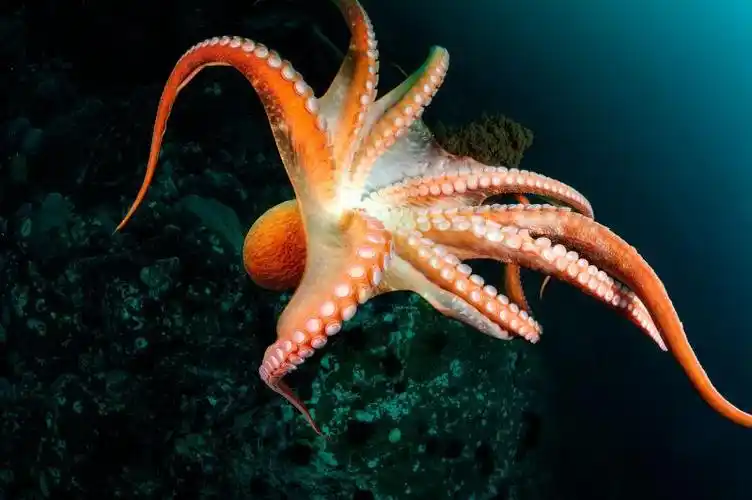 海底大章鱼图片-团成一圈的大章鱼素材-高清图片-摄影照片-寻图免费