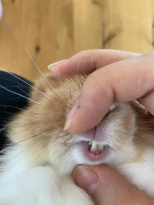 哪位养兔大神帮我看下兔子牙齿