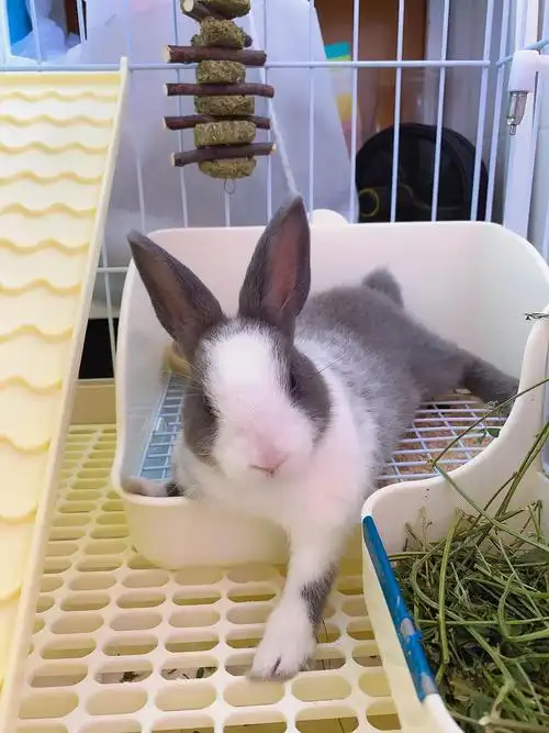 出一只道奇侏儒兔,送全套宠物用品