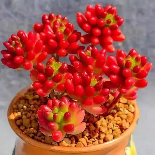 虹之玉锦的寓意是什么(虹之玉锦的寓意是什么不会的人有什么影响吧)