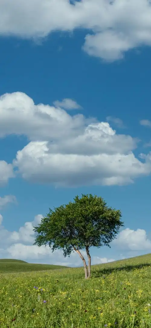 壁纸 桌面 690_1495 竖版 竖屏 手机